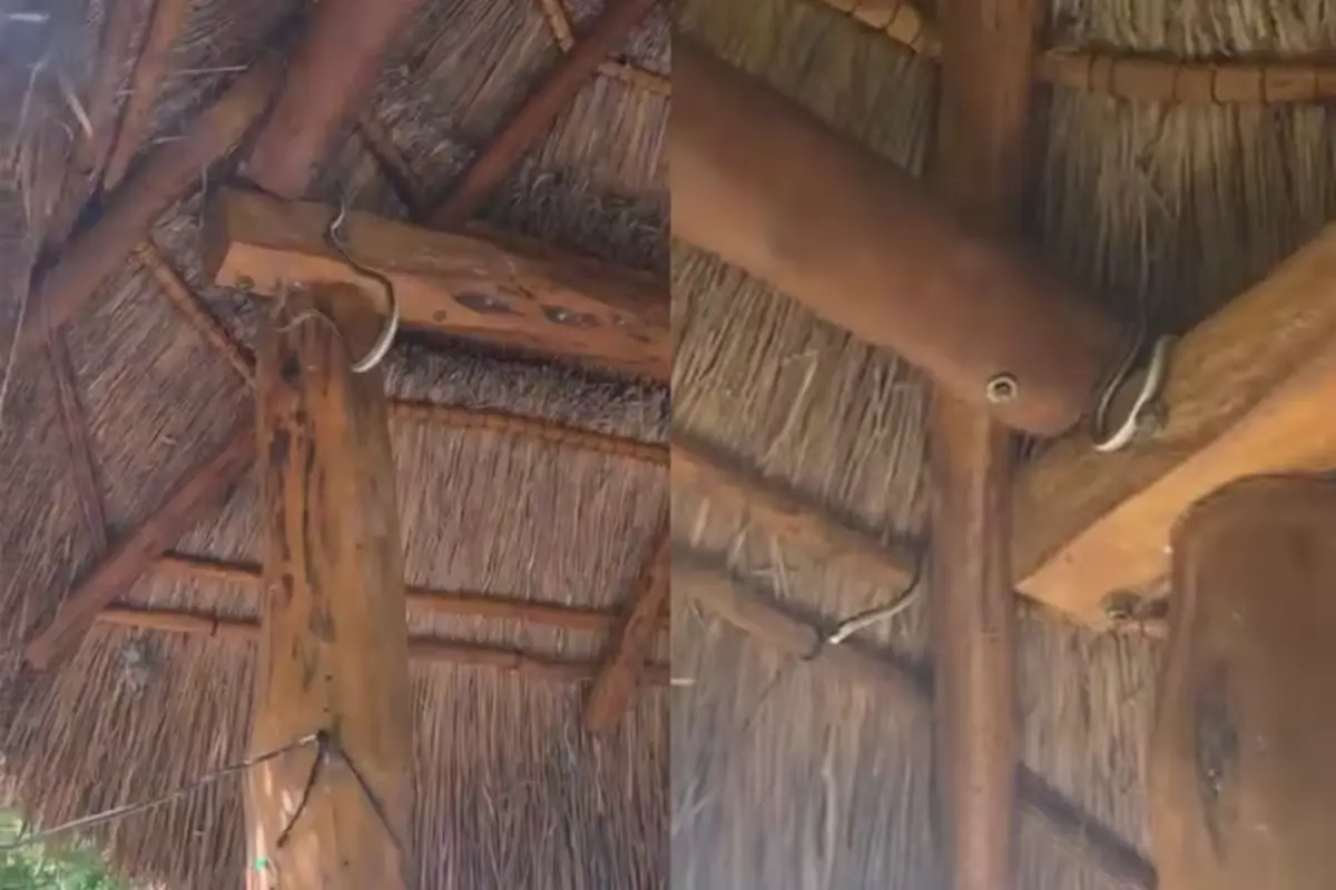 A rat snake slithering on the thatched roof of a palapa at an ecological park in Bacalar, Quintana Roo
