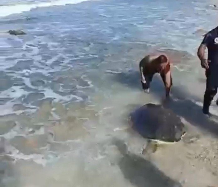 Civil protection rescuers using a rope to free a large sea turtle trapped between rocks on a beach in Isla Mujeres, Quintana Roo.