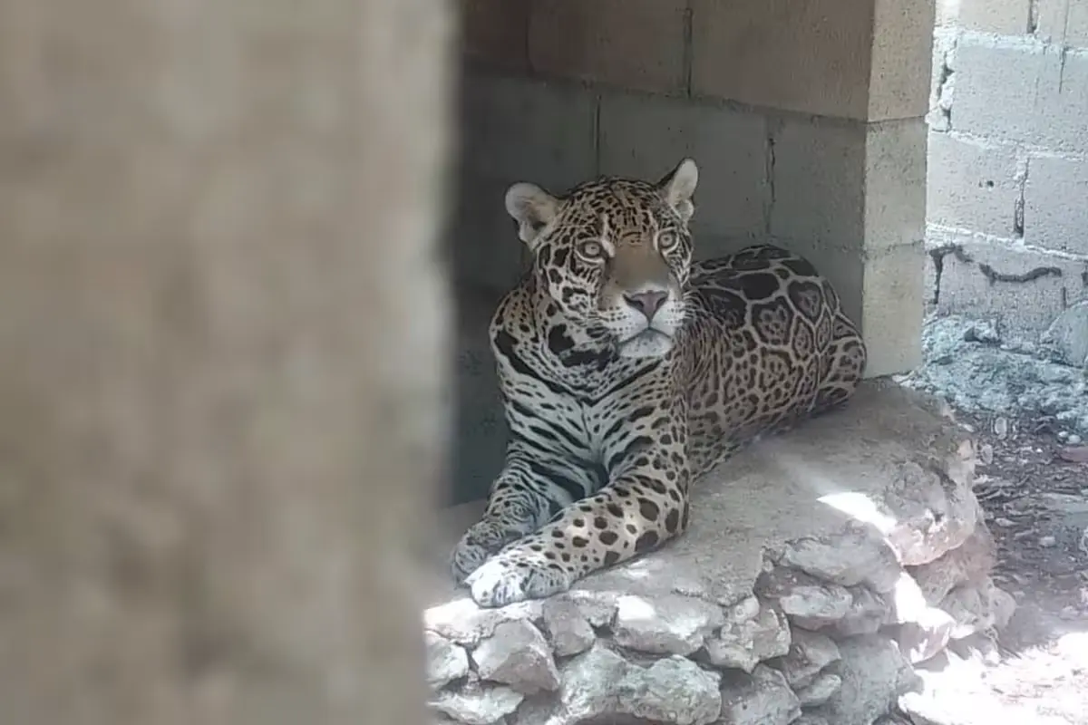 Wild animals in makeshift cages on a property in Playa del Carmen