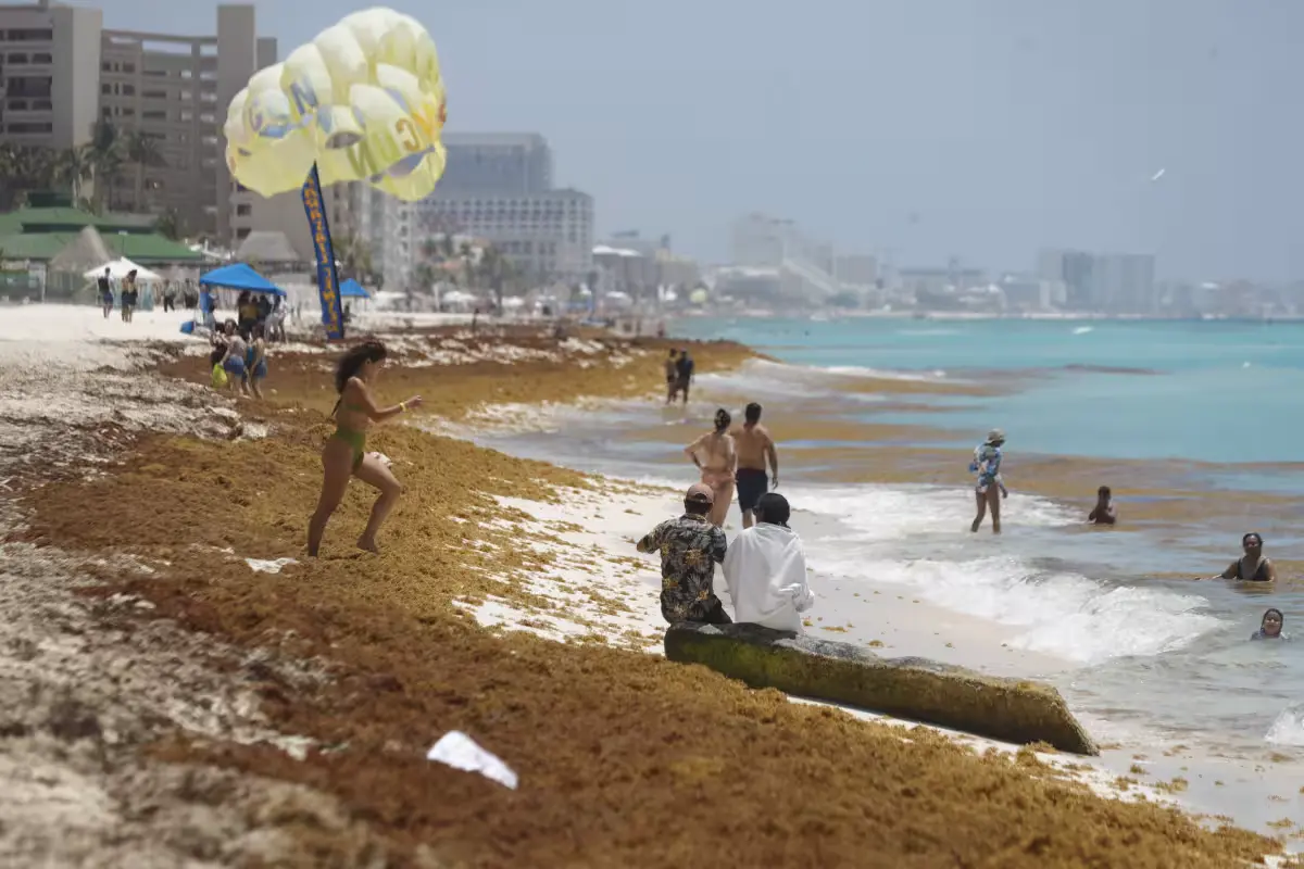 Large piles of brown sargasso seaweed on a sandy beach in Quintana Roo, Mexico