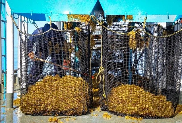 Entrepreneurs working with sargasso seaweed in Quintana Roo