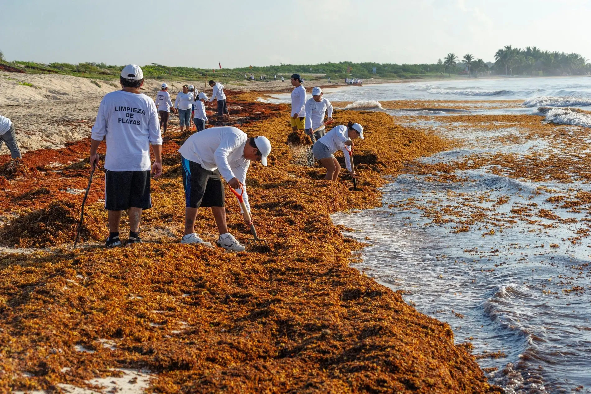 Tourists on a beach covered with sargasso seaweed in Playa del Carmen, Quintana Roo