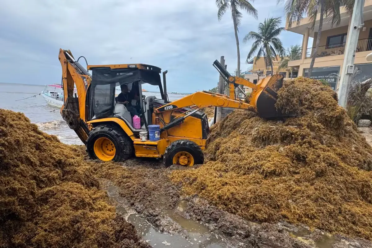 Heavy machinery on a beach in Playa del Carmen removing sargasso seaweed, with sand and seaweed piled nearby.