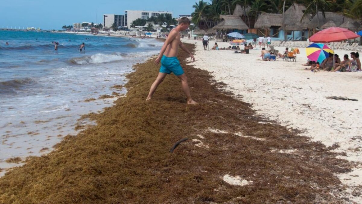 Large piles of brown sargasso seaweed on a beach in Playa del Carmen, with tourists in the background