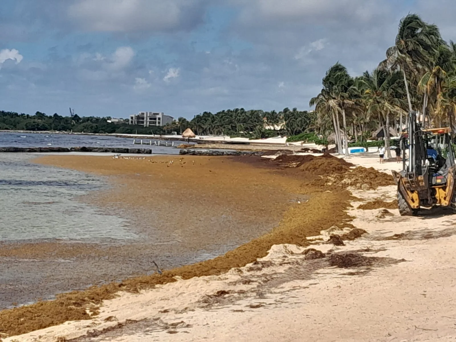 sargassum clean up efforts in puerto aventuras