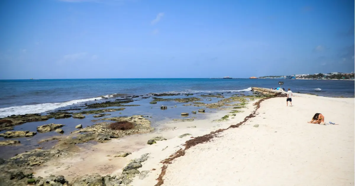 Workers and machinery on a beach in Playa del Carmen as part of sargassum cleanup operations