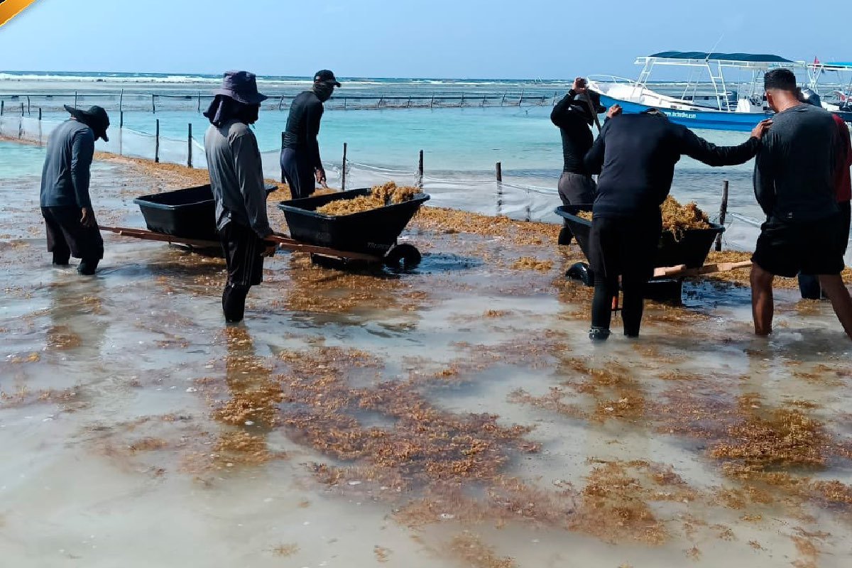 A large pile of brown sargassum algae on a sandy beach in Quintana Roo, with turquoise water in the background.