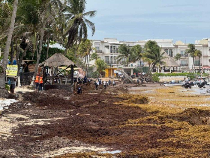 Sargassum seaweed piled on a beach in the Riviera Maya, Quintana Roo
