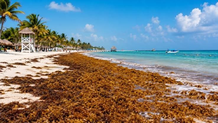 Beach covered with sargassum seaweed in Playa del Carmen, Quintana Roo