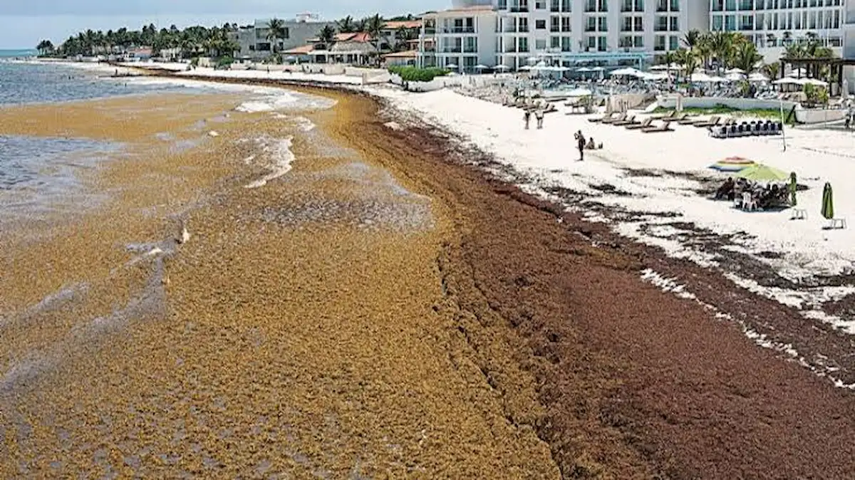 Large piles of brown sargassum seaweed on a sandy beach in Playa del Carmen, Quintana Roo