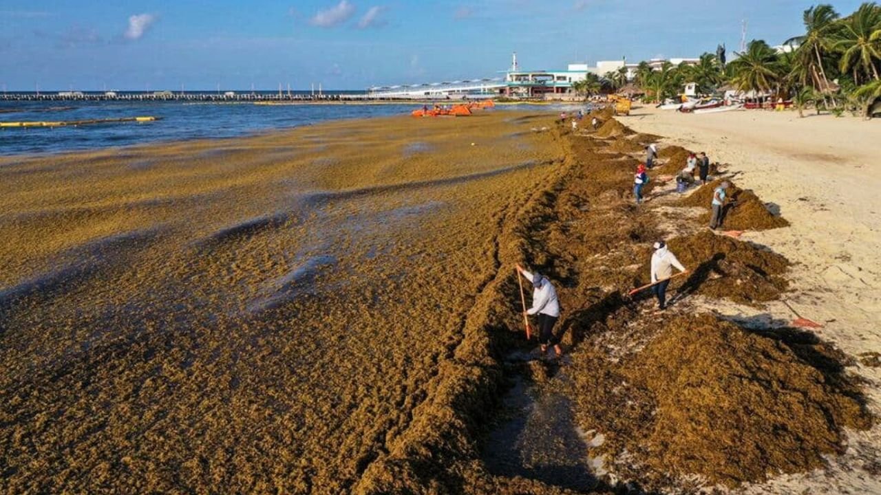 A beach in Quintana Roo covered with sargassum seaweed, with tourists in the background
