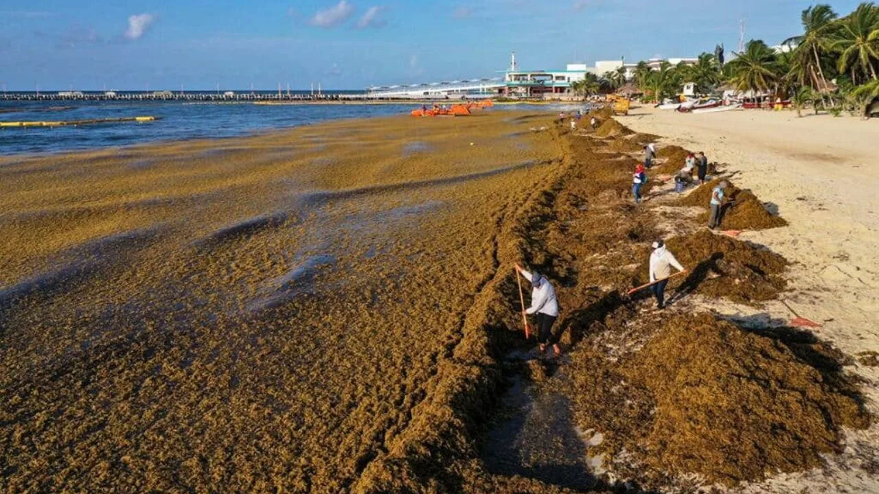 A beach in Quintana Roo covered with sargassum seaweed, with tourists in the background