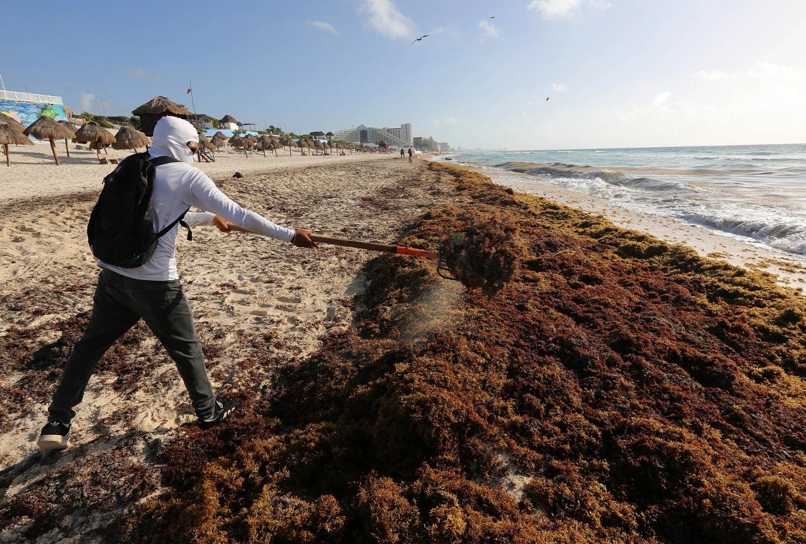 Sargassum seaweed piled on a beach in Quintana Roo, Mexico