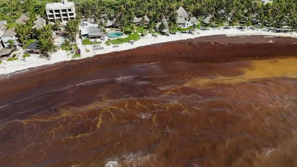 A beach covered in sargassum seaweed in Tulum, Quintana Roo