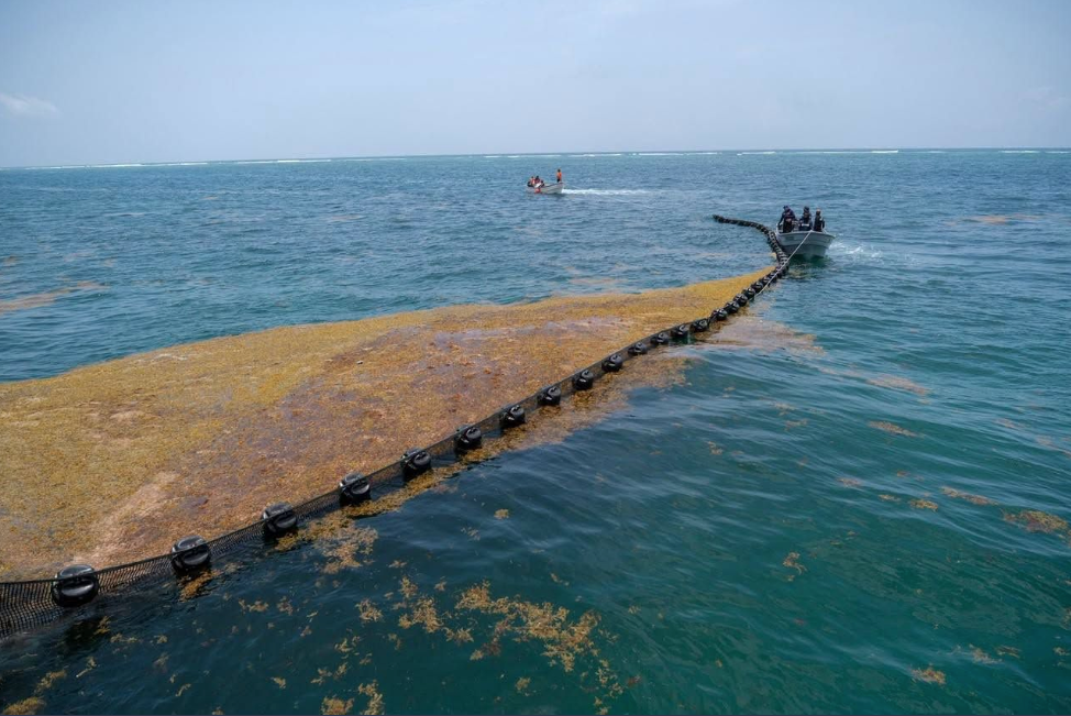 Large amounts of brown sargassum seaweed covering a sandy beach in Quintana Roo, Mexico.