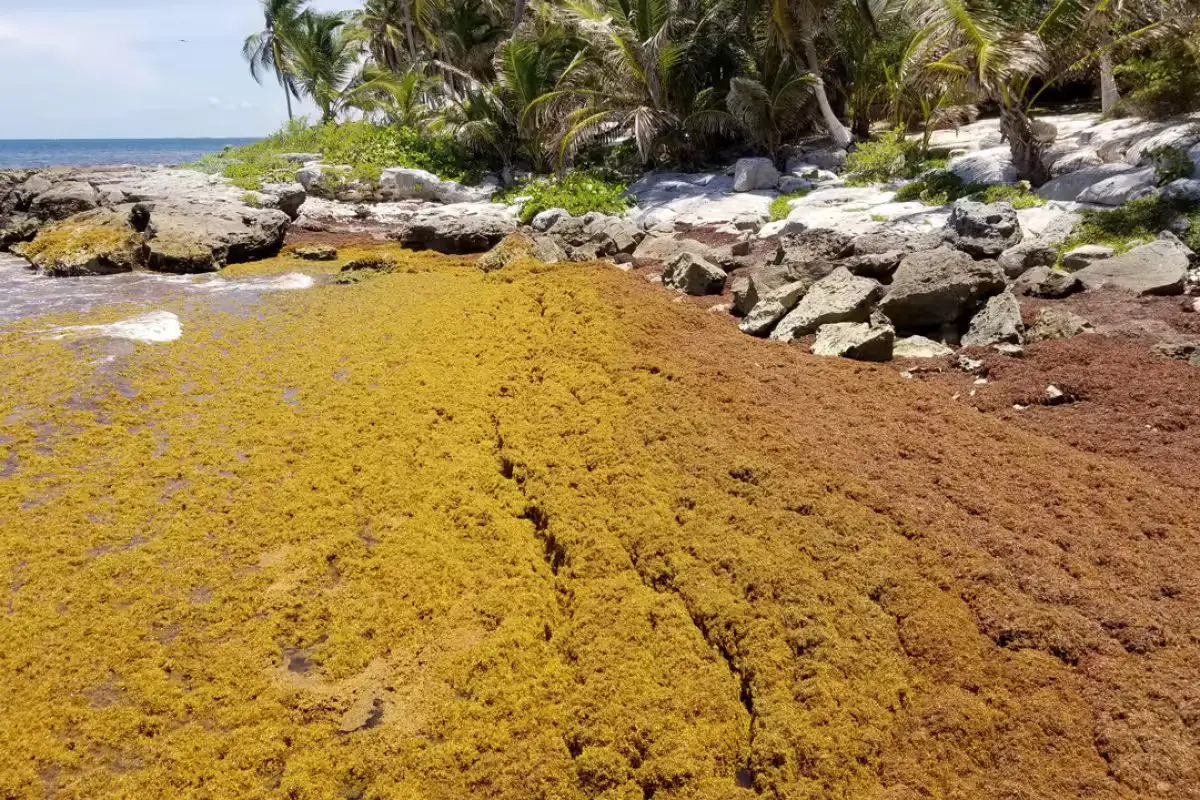 Extensive piles of brown sargasso seaweed covering a sandy beach in Tulum, with turquoise water in the background