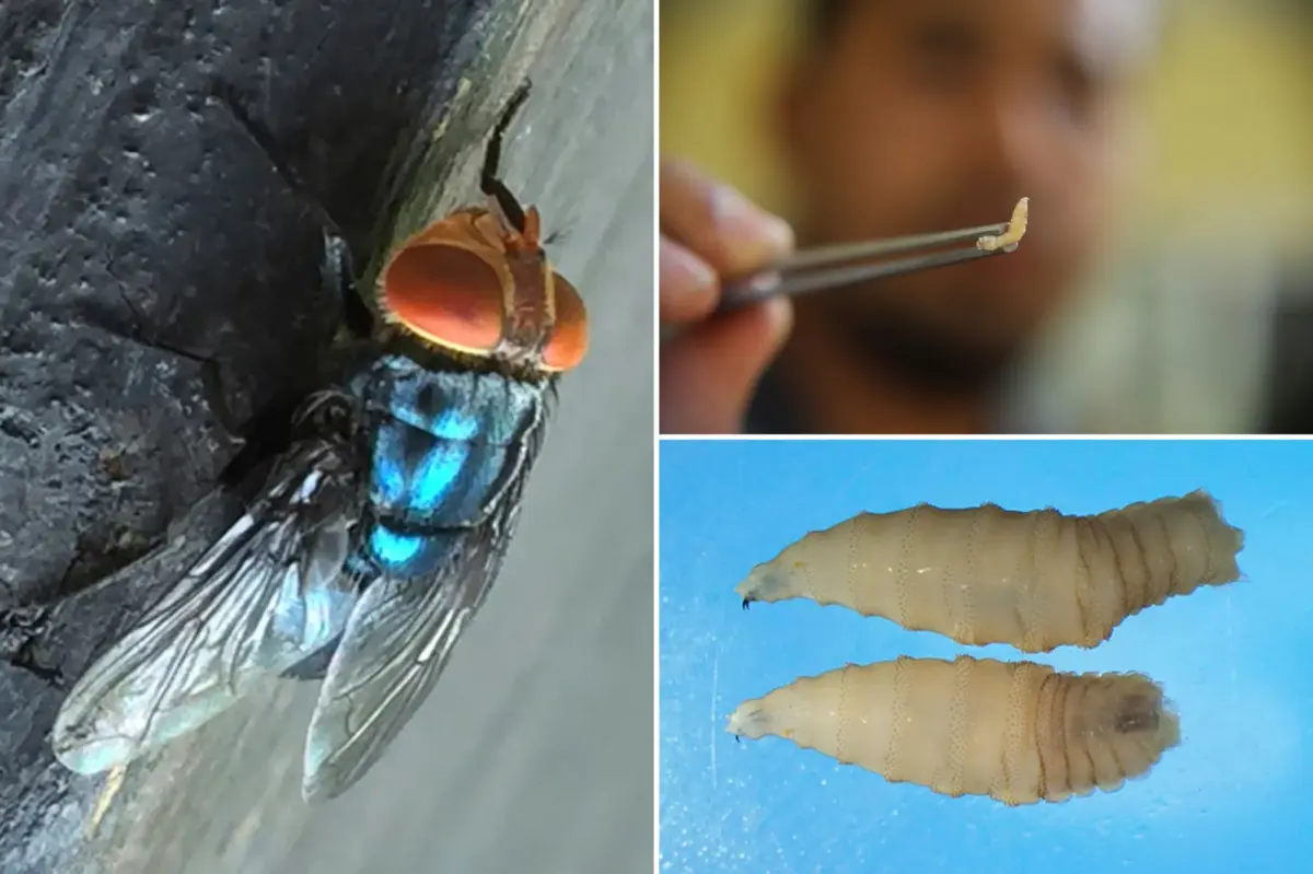 screwworm death registered in yucatan