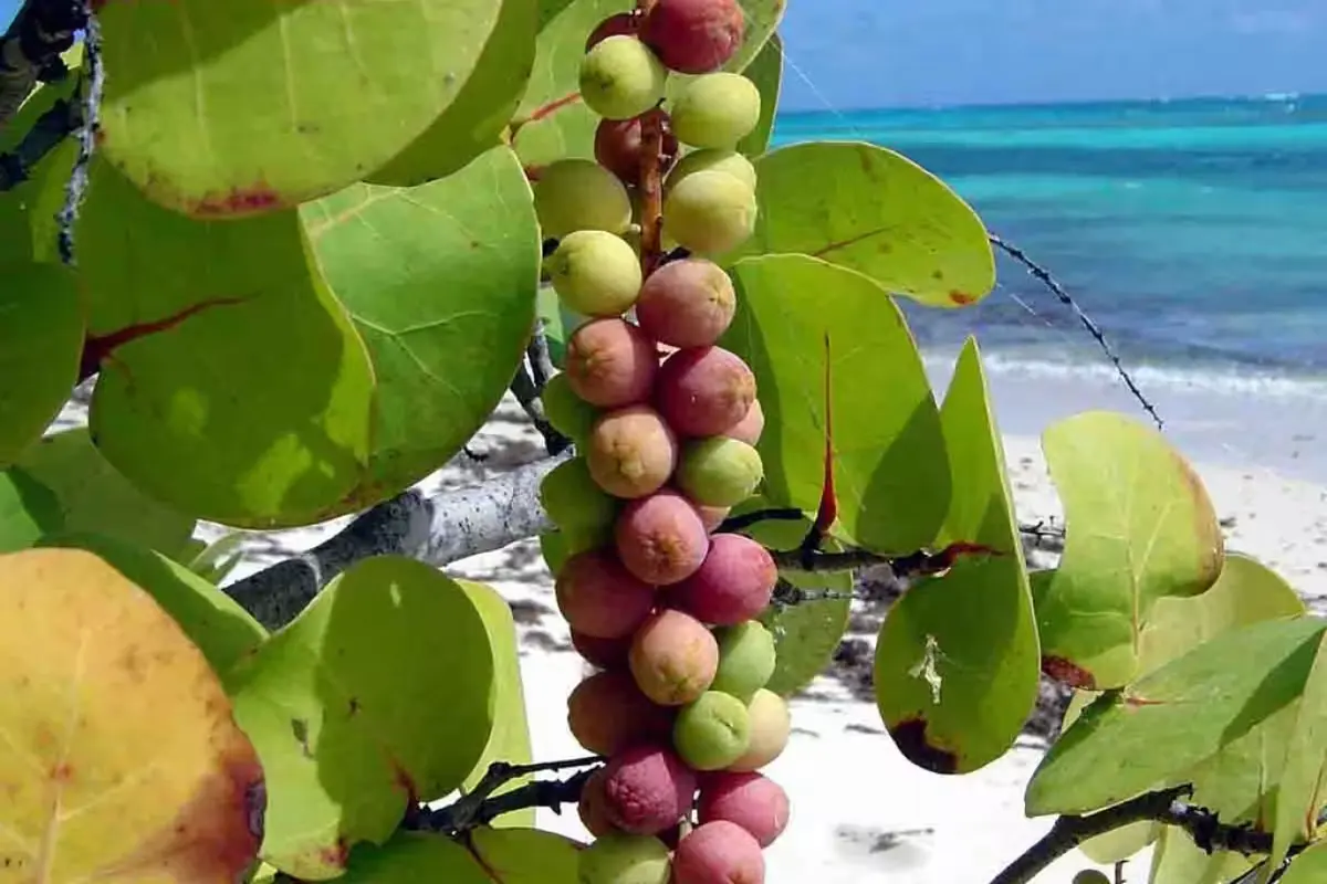 Sea grape plants growing along a sandy beach in Isla Mujeres, Quintana Roo