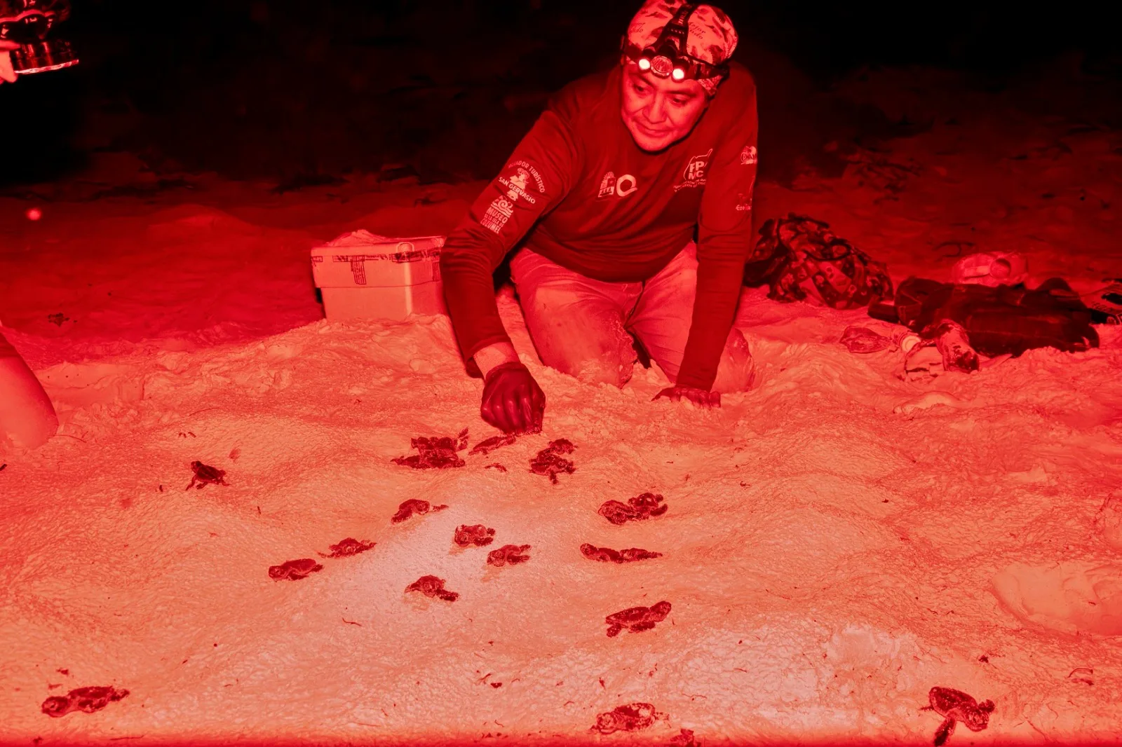 Baby sea turtles crawling on a sandy beach in Cozumel