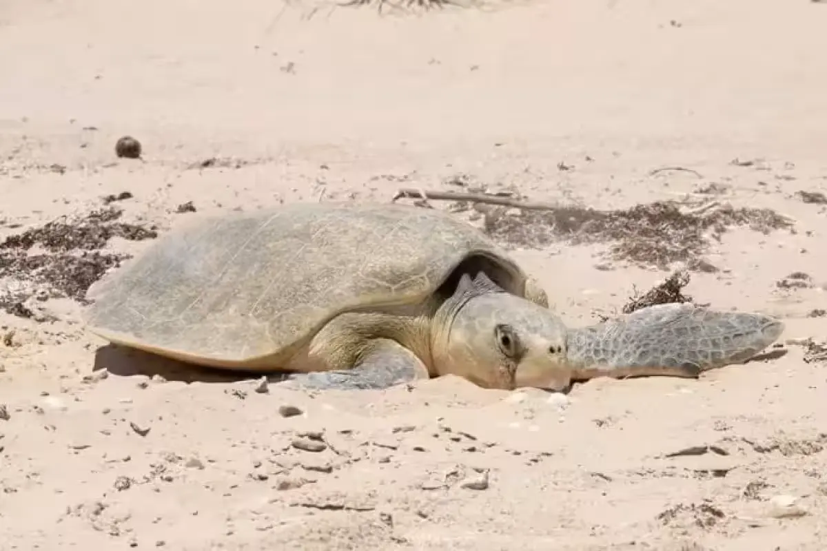 A sea turtle nest marked on a sandy beach in Cozumel, with ocean in background
