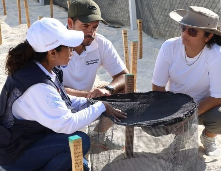 Protected sea turtle nests in corrals on Playa Delfines in Cancún.