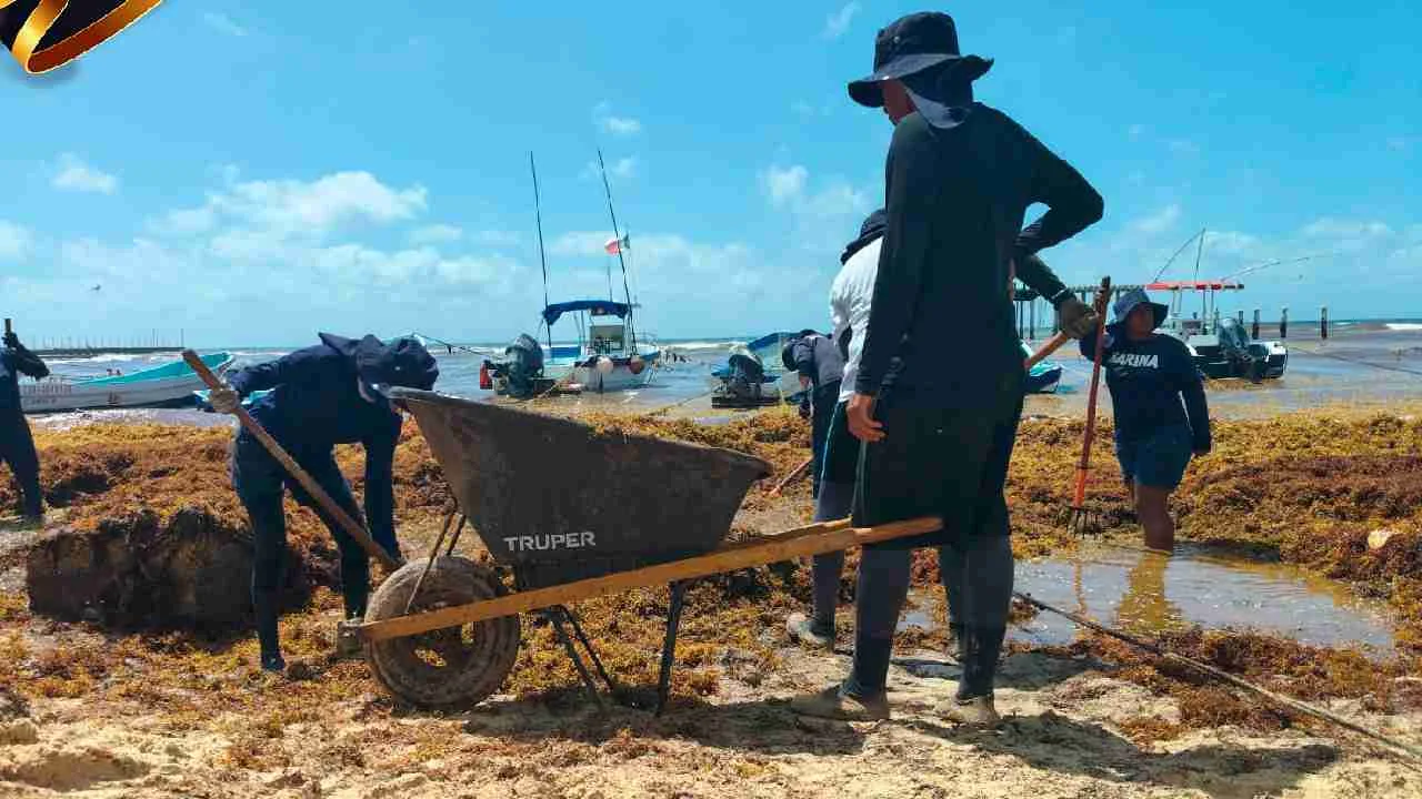 Personnel from the Mexican Navy working to remove sargassum from beaches in Quintana Roo