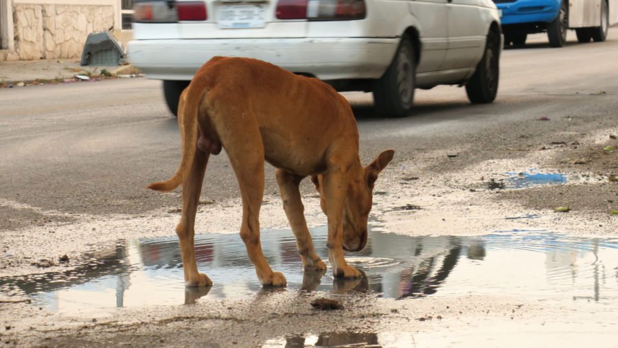 A stray dog walking on a street in Cancún, Mexico