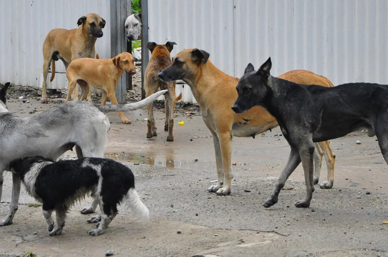 street dogs in cancun