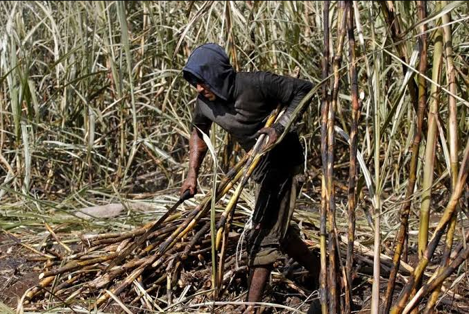 Sugar cane field in Mexico