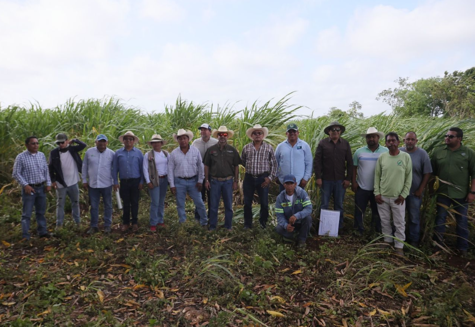 Workers in a sugarcane field in southern Quintana Roo
