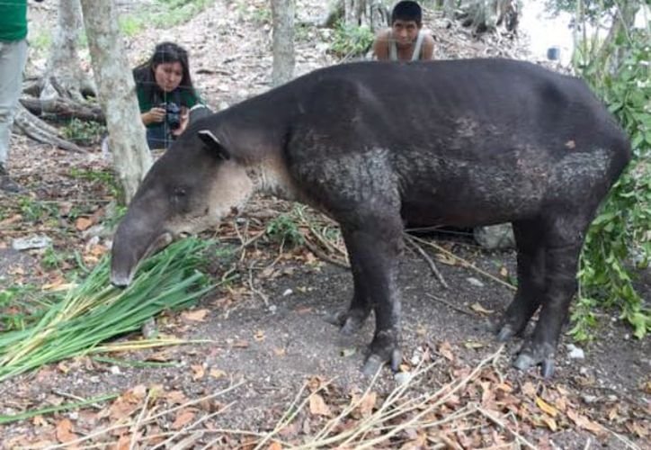 A tapir and a jaguar in their natural habitat in Quintana Roo, Mexico