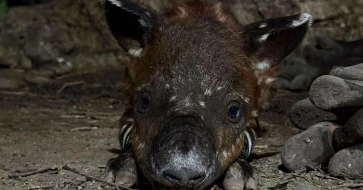A newborn tapir calf standing next to its mother in a zoo enclosure