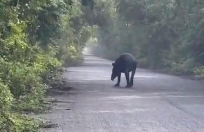 A Baird's tapir walking across a road surrounded by jungle near Mahahual, Quintana Roo