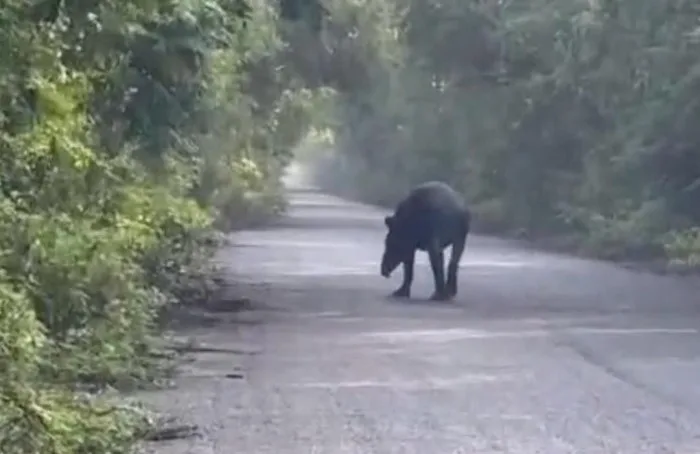 A Baird's tapir walking across a road surrounded by jungle near Mahahual, Quintana Roo