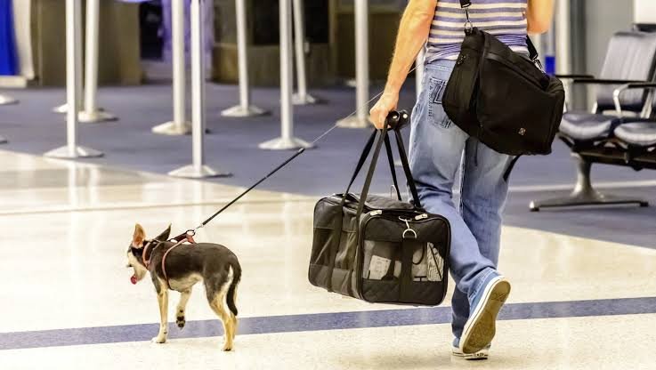 traveling with pets