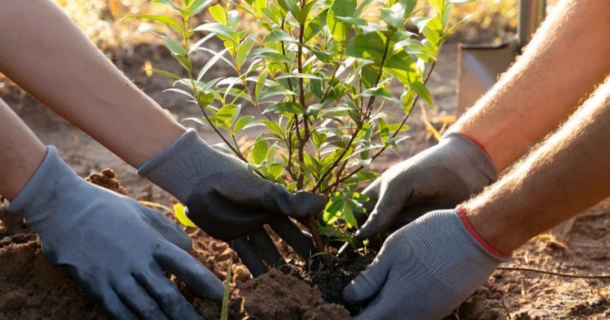 People planting native trees in a prepared soil hole in Quintana Roo, Mexico