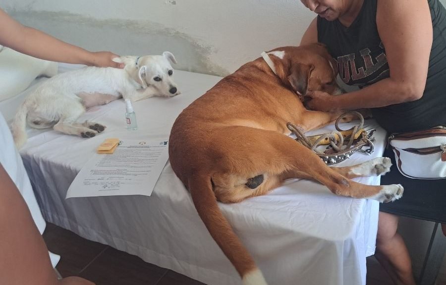 A dog and a cat at a veterinary clinic in Tulum during a low-cost spay and neuter campaign