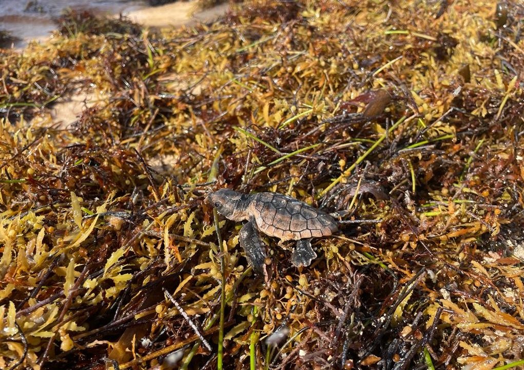 turtle hatchling in sargassum
