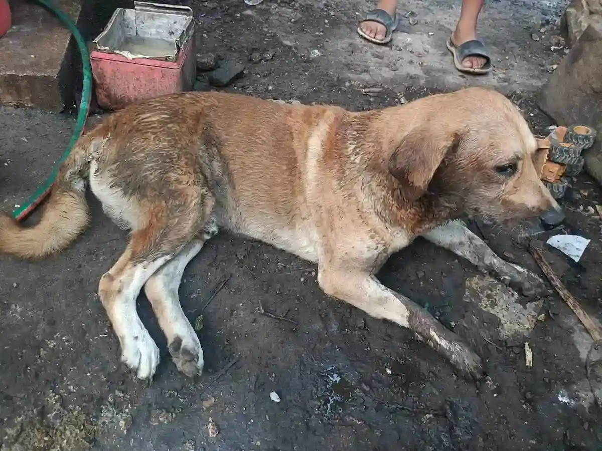 Two dogs, Pulga and Balú, were poisoned in Cobá, Tulum; one died, the other is recovering.