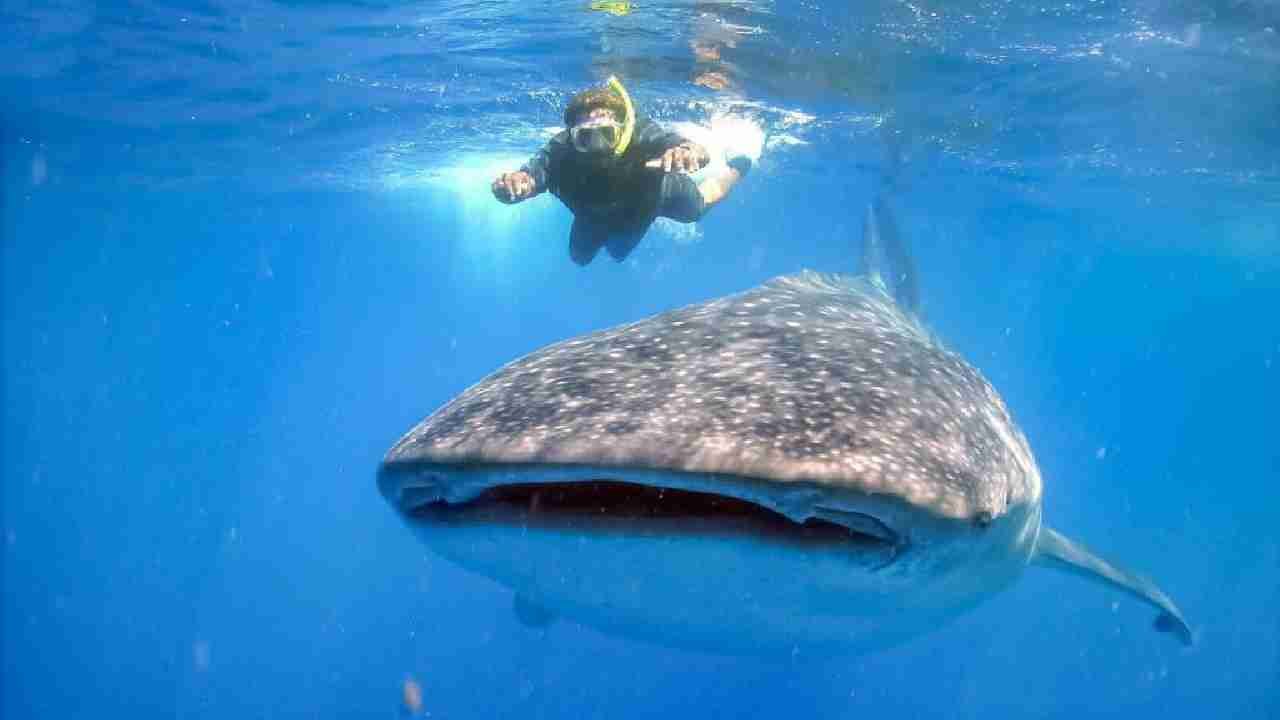 A whale shark swims in the clear blue waters of the Caribbean Sea near Holbox Island, Mexico.