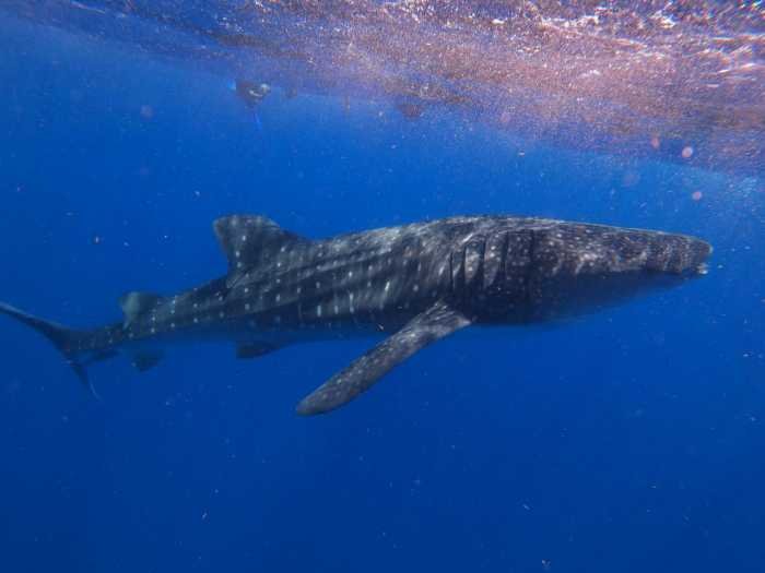 A whale shark swims in the clear blue waters near Holbox Island, Quintana Roo.