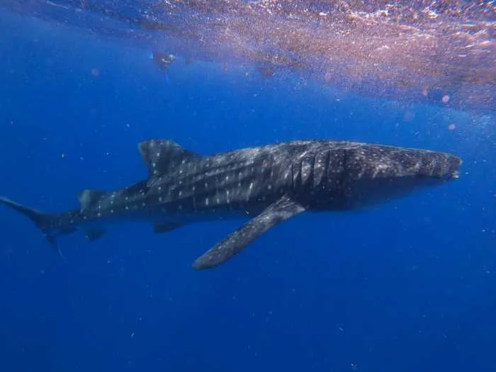 A whale shark swims in the clear blue waters near Holbox Island, Quintana Roo.