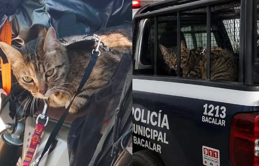 A gray cat with a red vest sitting on a motorcycle