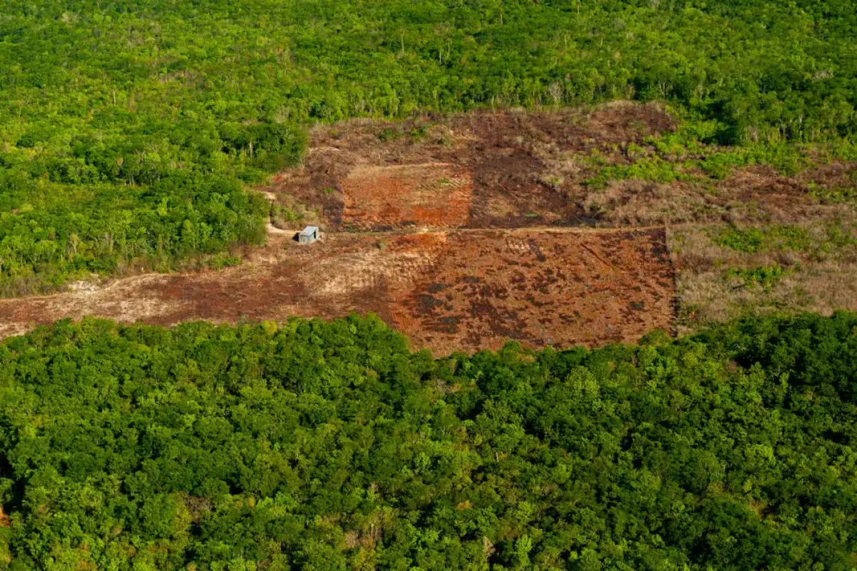 Aerial view of deforested land in Yucatán, showing bare soil and scattered vegetation