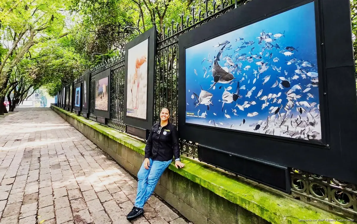 Photos of Playa del Carmen sharks exhibited in CDMX