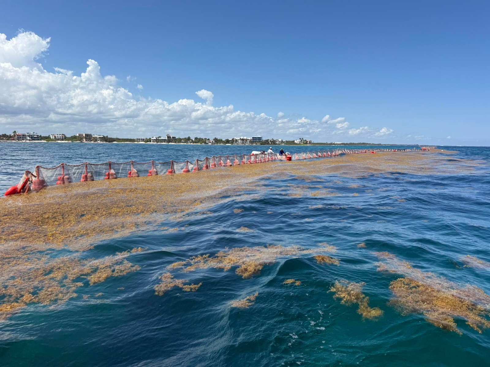 Sargassum Barrier Akumal