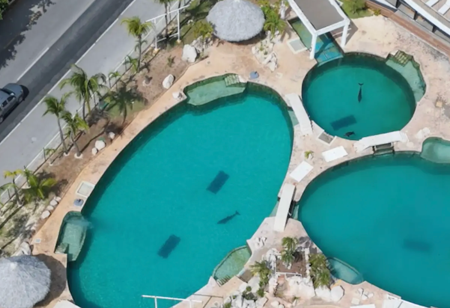 9 dolphins abandonned in cancun waterpark