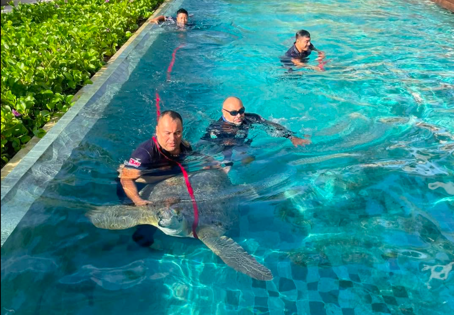 Sea turtle rescued from hotel pool in tulum