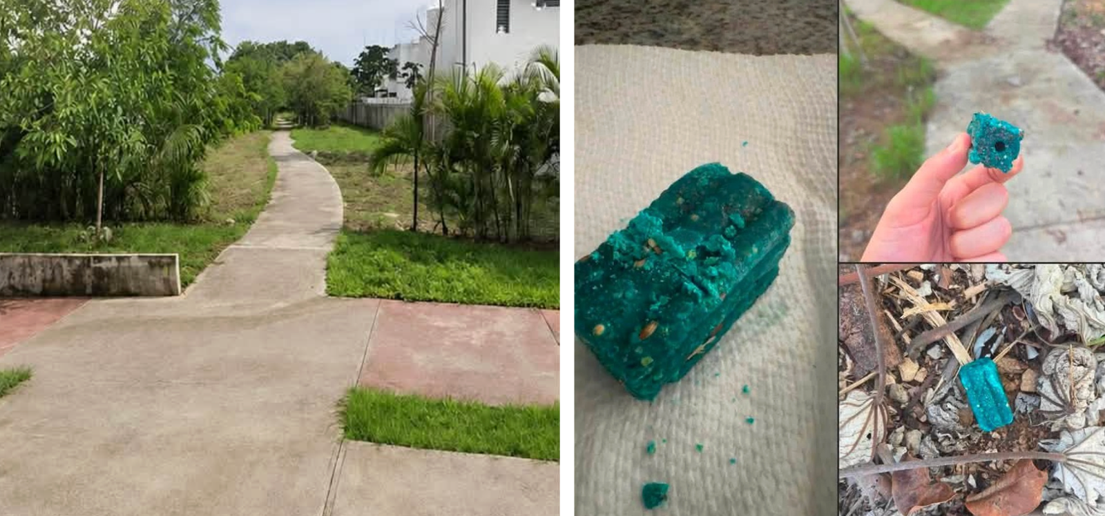 Rat Poison Warning in Playa del Carmen in popular dog walking area