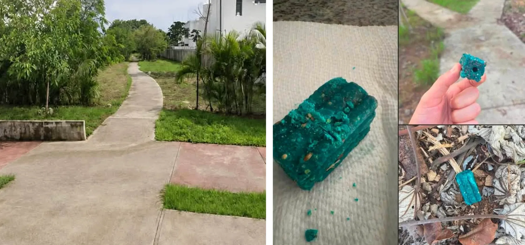 Rat Poison Warning in Playa del Carmen in popular dog walking area